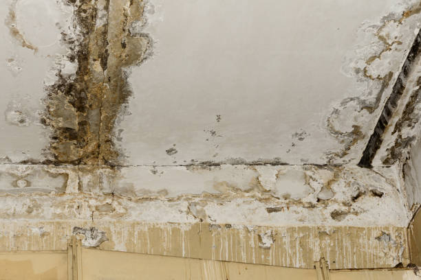 Best Emergency Mold Remediation  in La Puente, CA