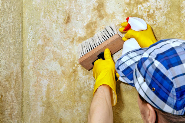 Best Mold-Related Health Consultation  in La Puente, CA
